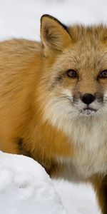 Animals,Fox