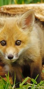 Animals,Fox