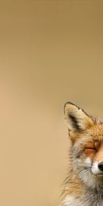 Animals,Fox