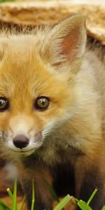 Animals,Fox