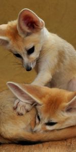 Animals,Fox