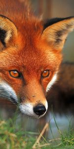 Animals,Fox