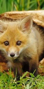 Animals,Fox