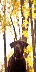 Animals,Friend,Forest,Dog