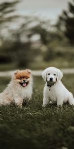 Animals,Friendship,Dogs,Puppies