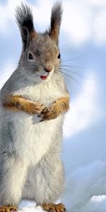 La Frayeur,Se Tenir Debout,Neige,Debout,Peur,Animaux,Écureuil