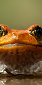 Animals,Frog,Toad,Eyes