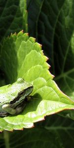 Animaux,Grenouilles