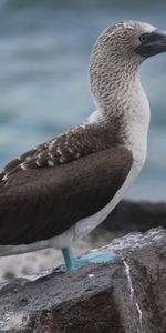 Les Îles Galapagos,Îles Galapagos,Fous À Pattes Bleues,Sinenogy Olusha,Animaux,Oiseau