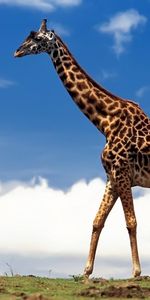 Animals,Giraffes