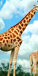 Animals,Giraffes