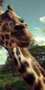 Animals,Giraffes