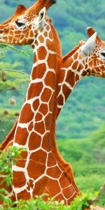 Animals,Giraffes