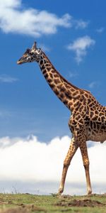 Animals,Giraffes