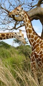 Animals,Giraffes