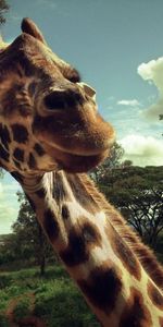 Animals,Giraffes