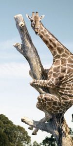 Animals,Giraffes,Funny