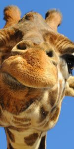 Animals,Giraffes,Funny