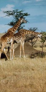 Animals,Giraffes,Landscape