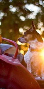 Animals,Glare,Car,Steering Wheel,Sunlight,Rudder,Expectation,Waiting,Dog