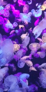 Animals,Glow,Phosphorus,Jellyfish,Neon,Underwater World