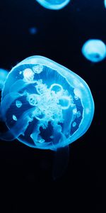 Animals,Glow,Tentacles,Jellyfish