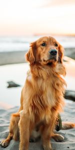 Chien,Est Assis,Se Trouve,Golden Retriever,Sable,Animaux