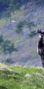 Animals,Grass,Animal,Caucasian Mountains,Mountain Animal,Caucasus Mountains