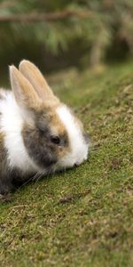 Animales,Hierba,Animal,Conejo,Comer,Orejas