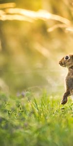 Animals,Grass,Animal,Hare,Grey