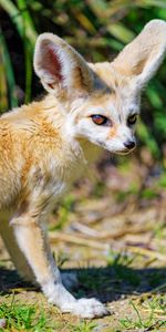 Herbe,Agréable,Fenech,Animal,Chéri,Animaux,Un Renard,Renard