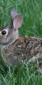 Animaux,Herbe,Animal,Lapin