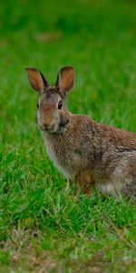 Animals,Grass,Animal,Rabbit,Hare