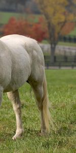 Otoño,Animales,Hierba,Comida,Caballo