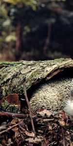 Animals,Grass,Autumn,Hedgehog,Leaves