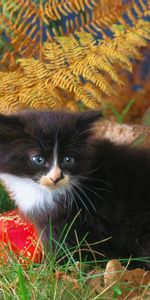 Animals,Grass,Autumn,Kitty,Climb,Kitten