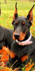 Animals,Grass,Autumn,Park,Dobermans,Pair,To Lie Down,Lie,Leaves,Couple