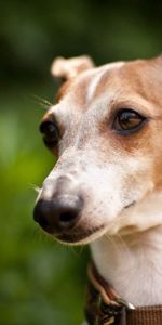 Animals,Grass,Background,Dog,Muzzle,Collar