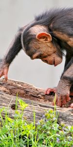 Animals,Grass,Bark,Log,Curiosity,Monkey