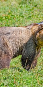 Hierba,Soportar,Oso,Depredador,Animal,Animales