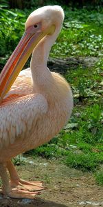 Animals,Grass,Beautiful,Pelican,Pink,Feather,Bird