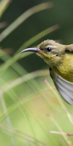 Animals,Grass,Bird,Blur,Smooth,Sweep,Nectar,Wave,Branch