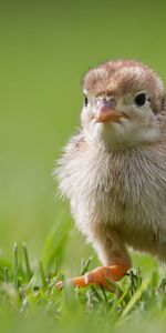 Animals,Grass,Bird,Chick,Chicken