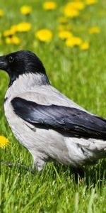 Animaux,Herbe,Oiseau,Corbeau