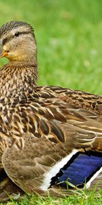 Animals,Grass,Bird,Duck,Feather