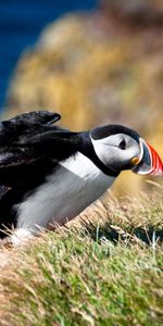 Animals,Grass,Bird,Duck,Sweep,Dead End,Cul De Sac,Beak,Wave