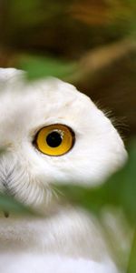 Animals,Grass,Bird,Eyes,Owl