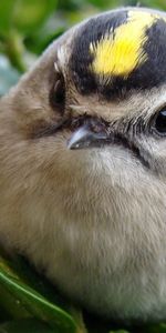 Animals,Grass,Bird,Head,Unusual