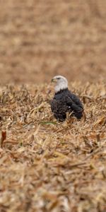 Animales,Hierba,Pájaro,Depredador,Seco,Águila