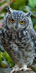 Animals,Grass,Bird,Predator,Leaves,Owl